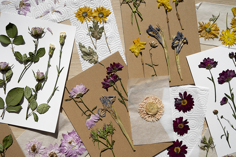 top-view-pressed-flowers