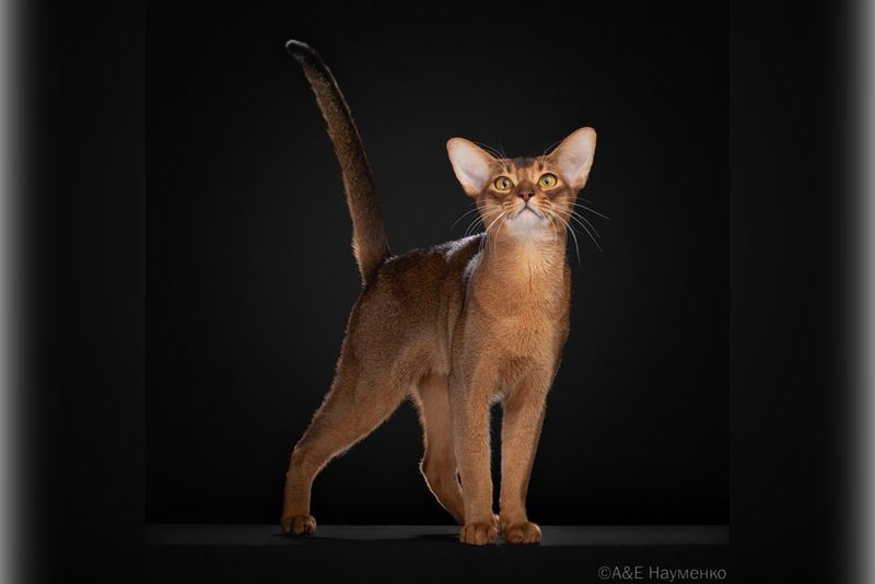 Alexey Naumenko via WCF