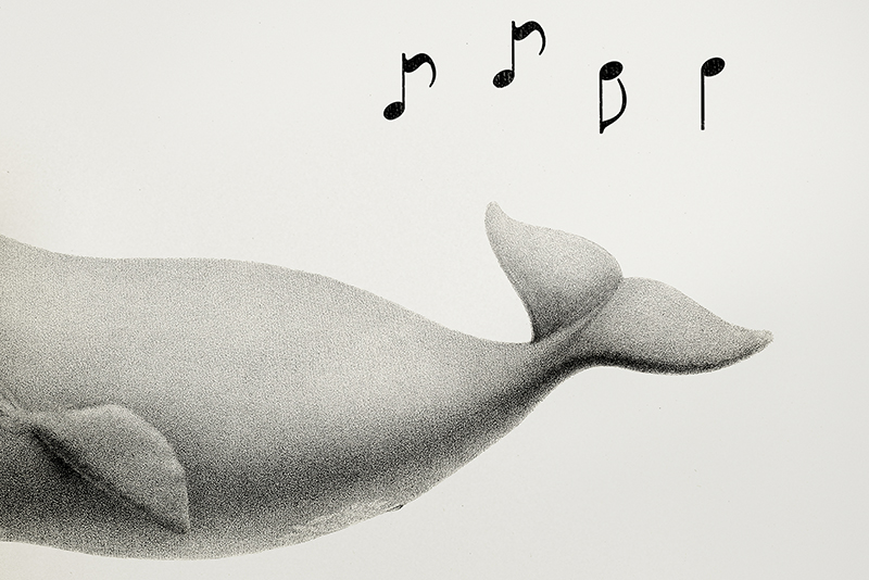 Песни, посвящённые китам