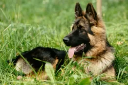 Самые известные породы собак в кино