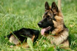 subcultblogphotoblog